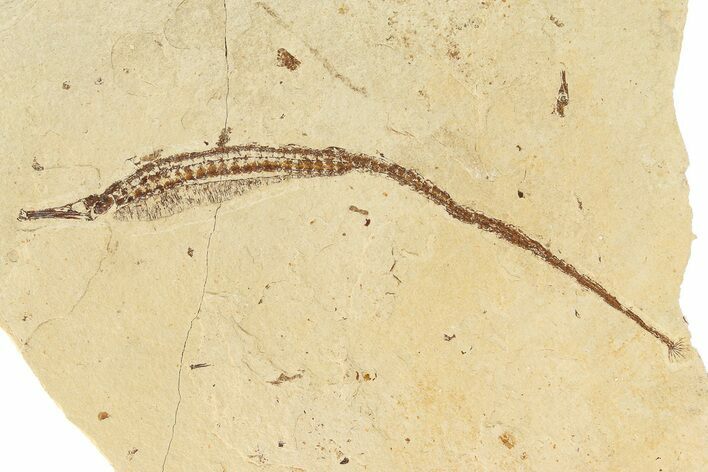 Rare Pipefish (Hipposyngnathus) Fossil - California #275003